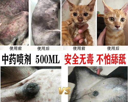 猫咪起癣的治疗方法（以宠物为主）