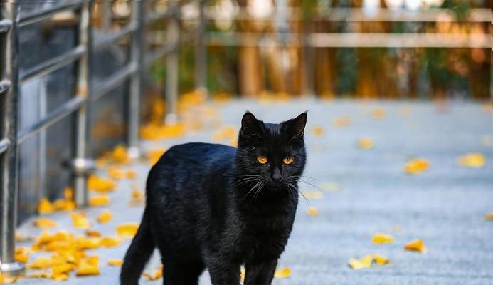 猫咪身上黑黑的是什么？揭秘猫咪黑色素的奥秘