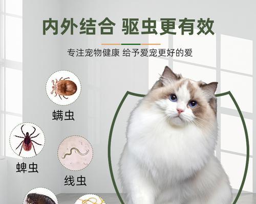 揭秘猫咪身上跳蚤长什么样（探究跳蚤对猫咪健康的危害及预防方法）