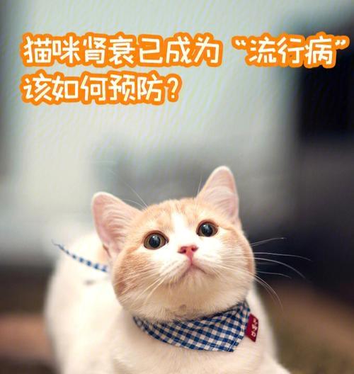 猫咪肾衰竭的治疗方法（以宠物为主的肾衰竭治疗方案）