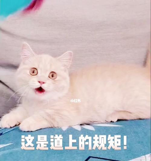 猫咪生产必备指南（准备工作）