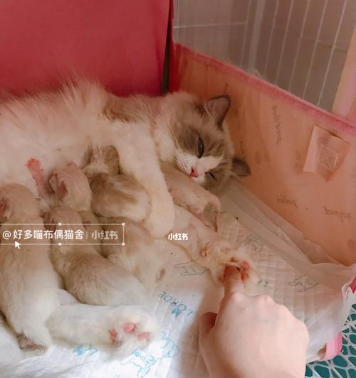 如何处理猫咪生的小猫死亡情况（宠物小猫死亡怎么办）