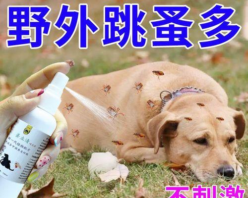 猫咪驱虫注意事项（宠物健康需谨慎）