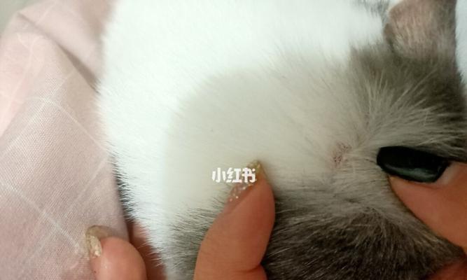 揭秘宠物猫咪得猫藓的真相（猫藓是怎么来的）