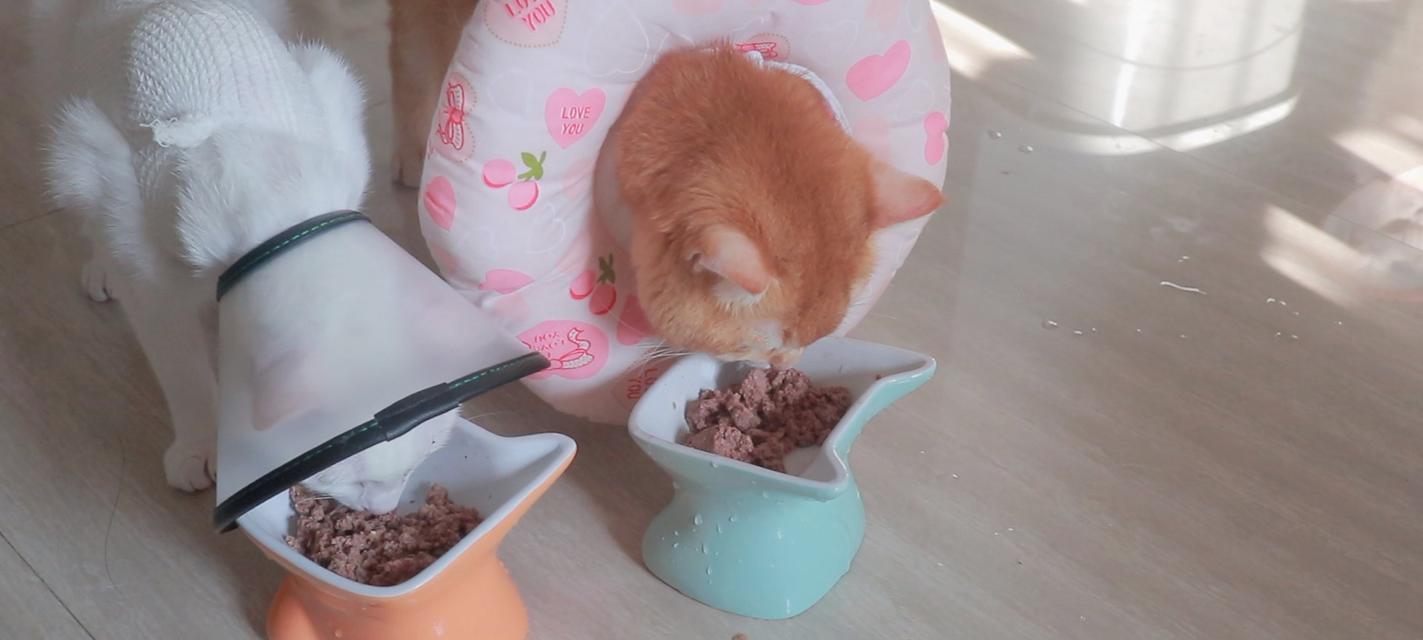 猫咪可以吃猪肉吗（探究猫咪的饮食习惯和健康需求）