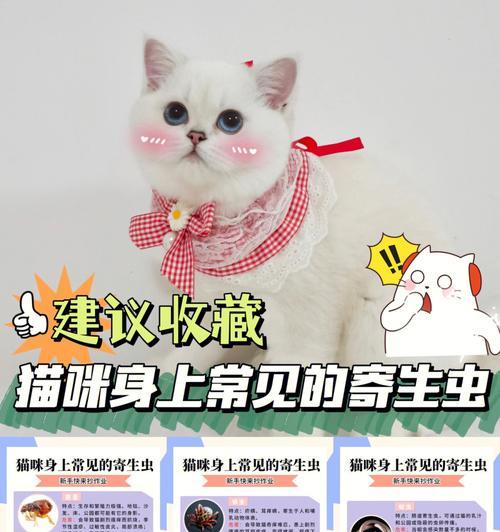 猫咪绦虫病的症状及治疗方法（掌握猫咪绦虫病症状）