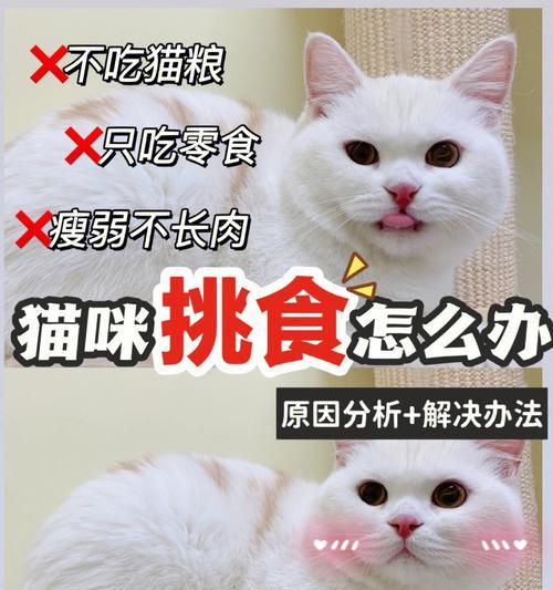 猫咪为什么挑嘴吃什么（揭秘猫咪的挑食原因及如何解决）