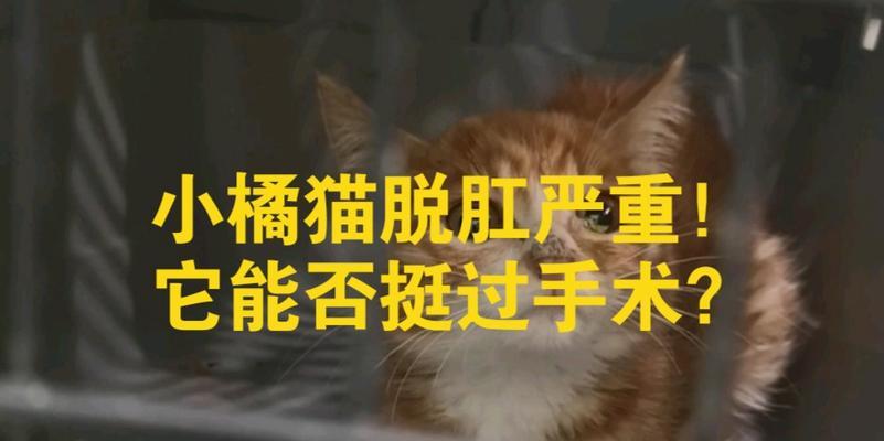 猫咪脱肛了为什么又缩回去了（探究猫咪脱肛现象及其可能的原因）