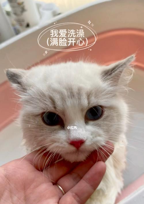 猫咪外伤自我修复的奇迹（宠物爱好者必读）