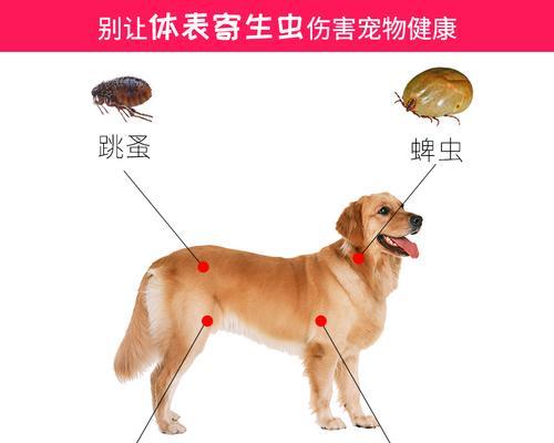 猫咪外伤处理及药物使用（以宠物为主）