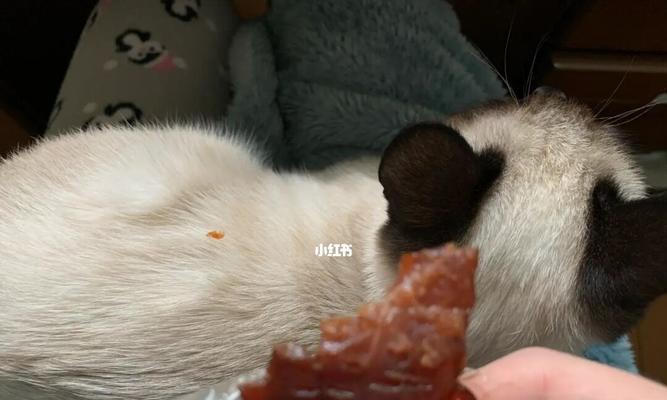 猫咪为什么不吃猪肉（探究猫咪食性和猪肉营养成分）