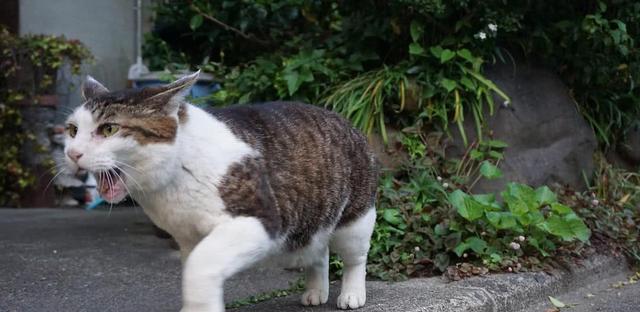 探究猫咪站起来的奥秘（从行为）