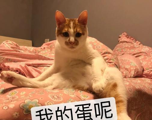 猫咪自己的蛋蛋是为什么（从生理和性格两方面探究猫咪自己的蛋蛋问题）