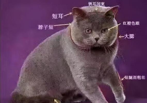 猫咪尾巴的厚度与纯种有关吗（从宠物猫角度探讨纯种与尾巴的关系）