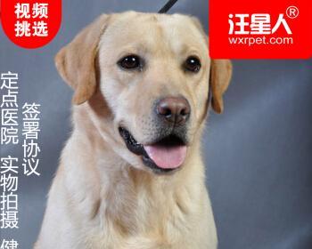 成年犬拉血怎么回事？拉血原因及处理方法？