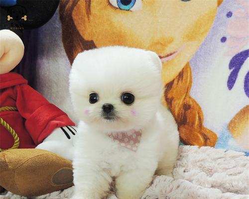 博美幼犬指甲能剪吗？怎样给狗狗修剪指甲？