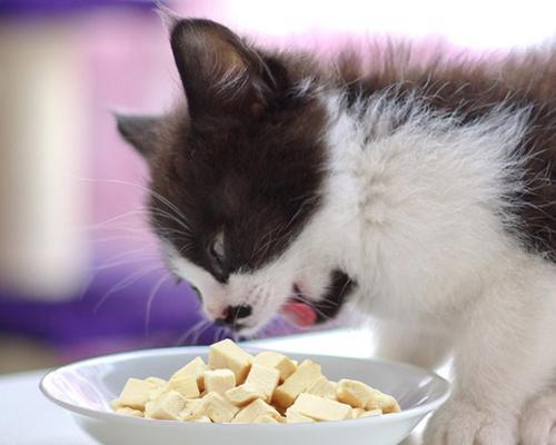 给猫咪吃生牛肉怎么吃？生牛肉对猫咪有什么影响？