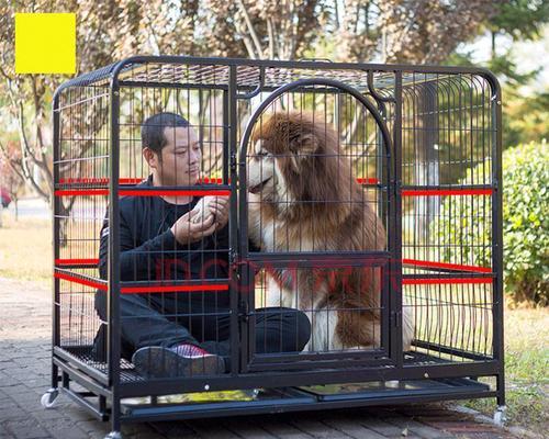 俄罗斯阿拉斯加犬有哪些特点？阿拉斯加犬的饲养方法是什么？