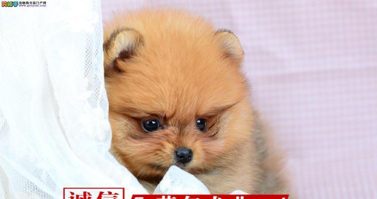 博美幼犬嗓子有点哑怎么办？怎样判断狗狗的健康状况？