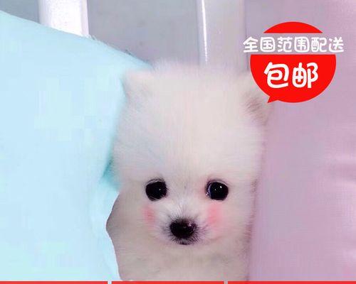 博美幼犬后背毛稀疏怎么办？怎样护理博美幼犬的毛发？