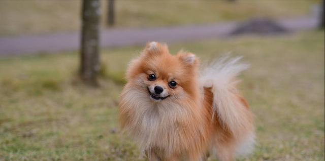 博美狗狗寿命多长时间？影响博美犬寿命的因素有哪些？