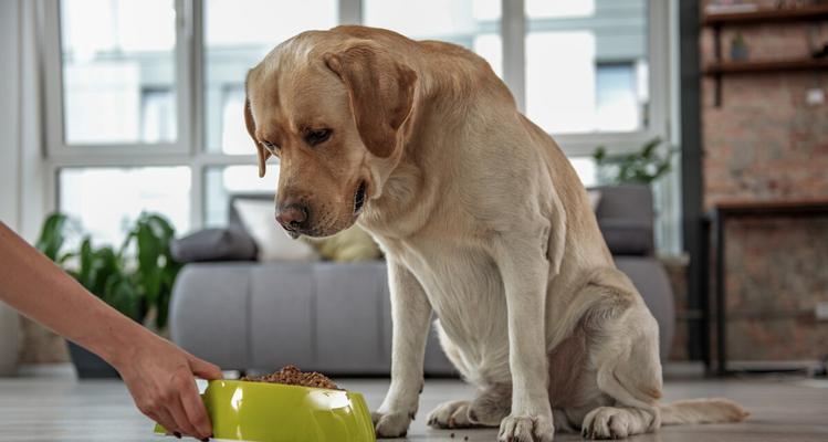 宠物狗怎么喜欢吃瓜子？狗狗可以吃哪些零食？