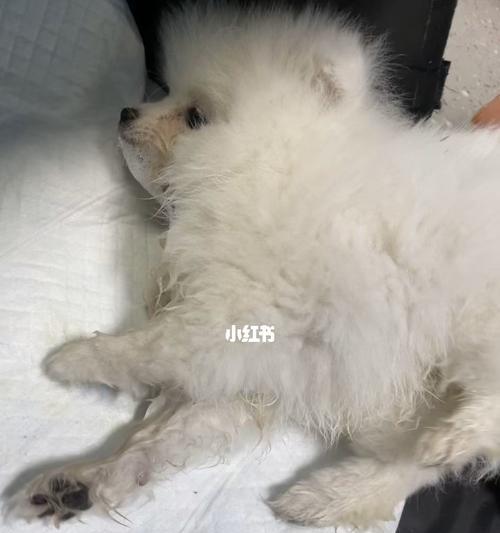 博美幼犬拉肚子呕吐怎么办？博美幼犬常见疾病如何处理？