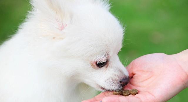 博美幼犬拉肚子呕吐怎么办？博美幼犬常见疾病如何处理？