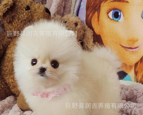 博美幼犬怎么区分？博美幼犬与其他品种幼犬区别有哪些？