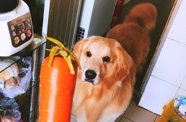 狗狗吃了坏掉的生鸡蛋怎么办？狗狗误食变质食物如何处理？