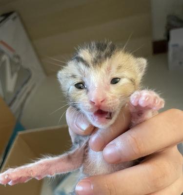 刚出生的小猫会皮肤病怎么办？怎样治疗小猫的皮肤病？