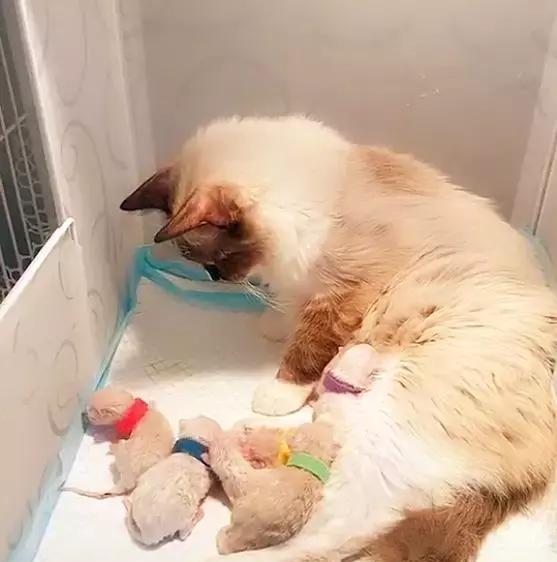 刚生小猫死了为什么？新生小猫死亡的原因有哪些？