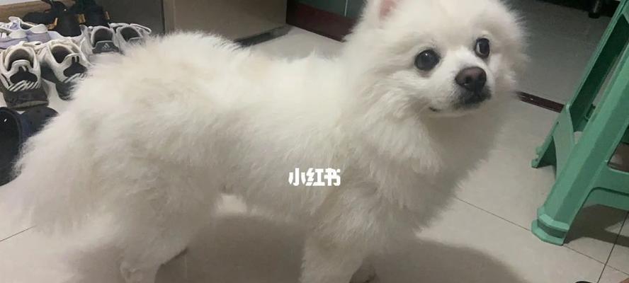 博美和银狐的杂交犬有哪些特点？怎样照顾杂交狗狗？