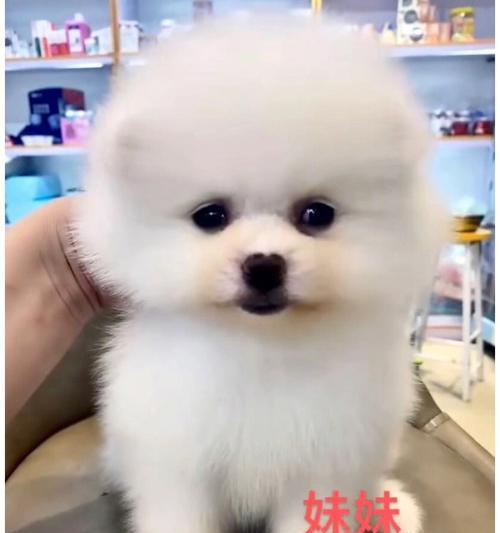 博美和银狐的杂交犬有哪些特点？怎样照顾杂交狗狗？