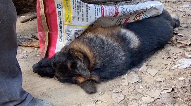 德牧幼犬吐怎么治疗？德牧幼犬呕吐的原因有哪些？