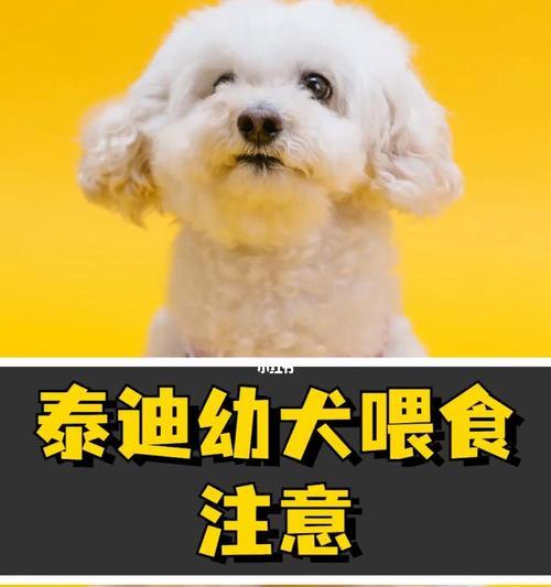 狗狗吃多了吐怎么办？狗狗呕吐的治疗方法有哪些？