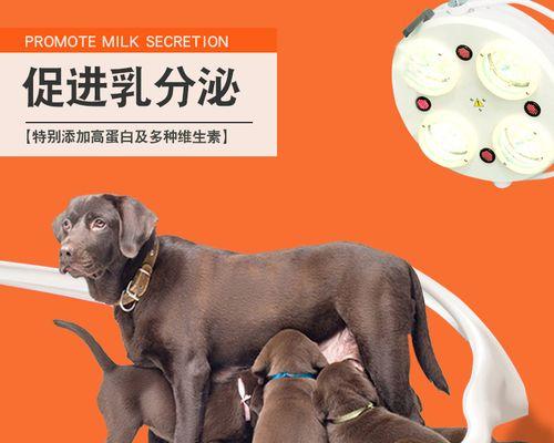 哺乳期犬怎么补钙？哺乳期狗狗的补钙方法有哪些？