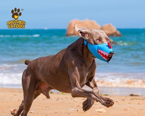 大型犬幼犬喂什么好？大型犬幼犬的饮食标准是什么？