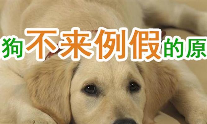 狗狗产后不让碰怎么办？怎样安抚产后母狗的情绪？