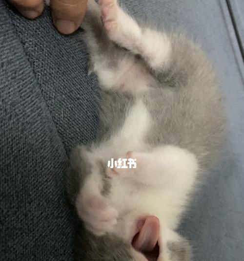 刚生的小猫不吃奶怎么办？怎样判断小猫的健康状况？