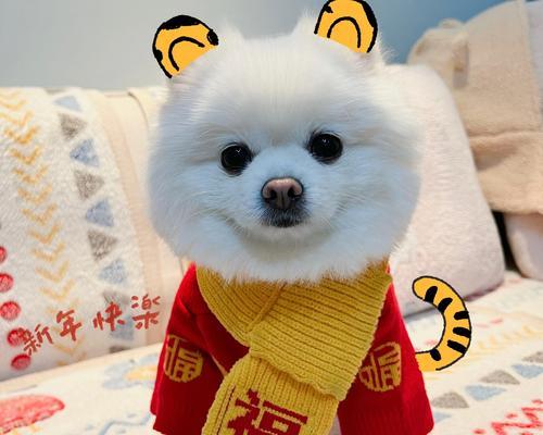 博美狗穿衣服好吗？博美犬穿衣服的利弊有哪些？