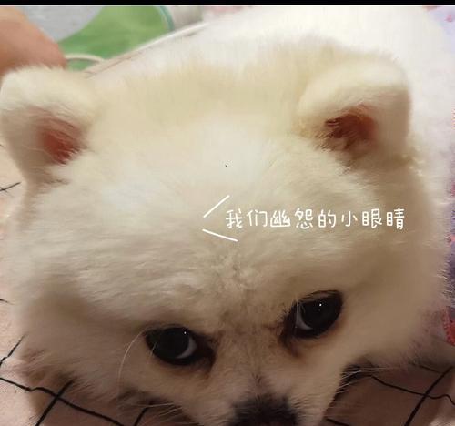 博美小狗去泪痕方法有哪些？怎样去除博美犬的泪痕？