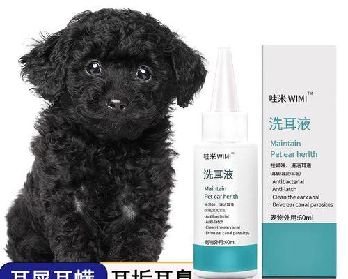 公泰迪第一次配狗辅助方法有哪些？泰迪犬配种需要注意什么？