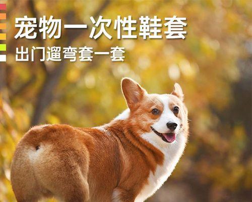 狗狗把爪子搭在我手上怎么办？怎样理解狗狗的行为？