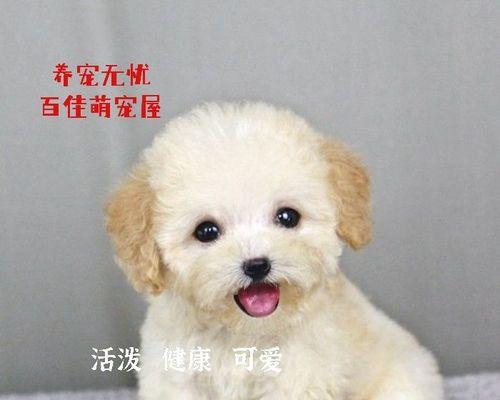 刚出生小泰迪怎么护理？泰迪幼犬的护理方法有哪些？