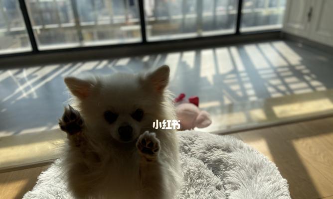 博美幼犬晒太阳好不好？博美幼犬晒太阳的注意事项有哪些？