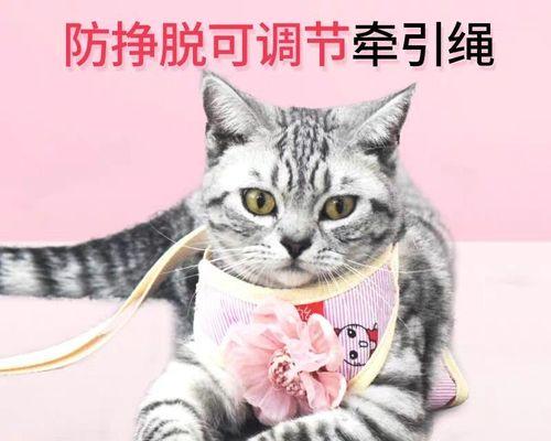 大猫把小猫咬伤怎么办？怎样处理猫咪的咬伤？