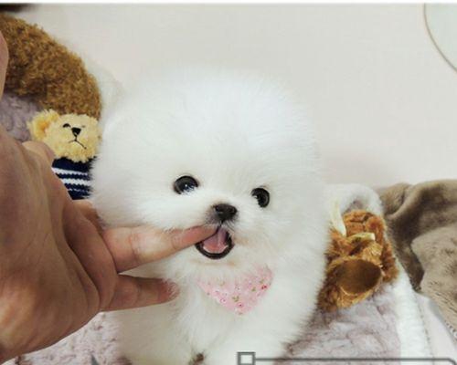 博美幼犬生活日常是怎样的？博美幼犬的日常护理有哪些？