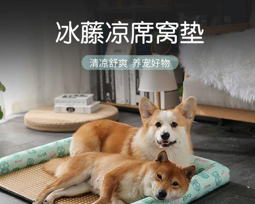 冬季泰迪吃什么？冬季泰迪犬的饮食注意事项有哪些？