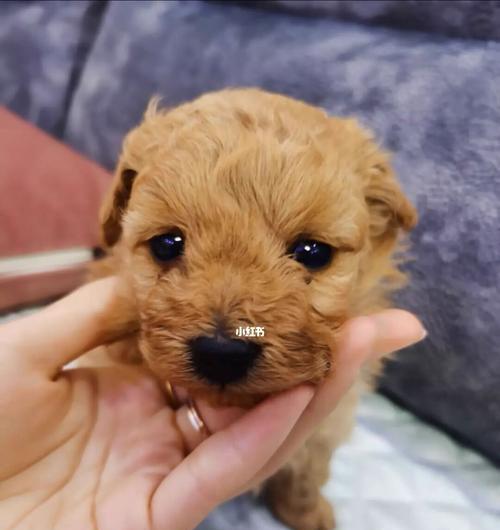 刚满月的泰迪能喂饭吗？泰迪幼犬的饮食注意事项有哪些？